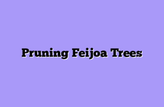 Pruning Feijoa Trees