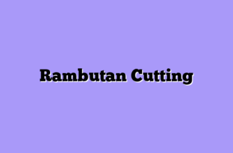 Rambutan Cutting