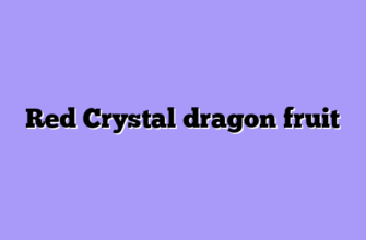 Red Crystal dragon fruit
