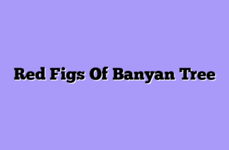 Red Figs Of Banyan Tree