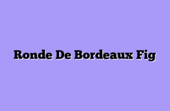 Ronde De Bordeaux Fig