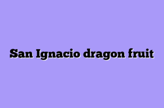 San Ignacio dragon fruit
