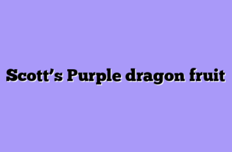 Scott’s Purple dragon fruit
