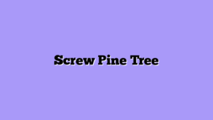 Screw Pine Tree