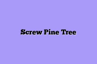 Screw Pine Tree