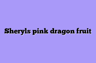 Sheryls pink dragon fruit