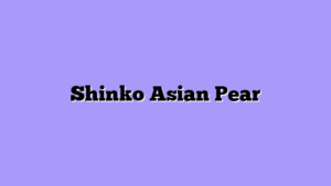 Shinko Asian Pear