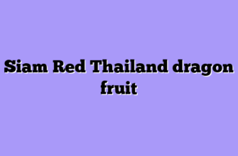 Siam Red Thailand dragon fruit