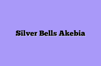 Silver Bells Akebia