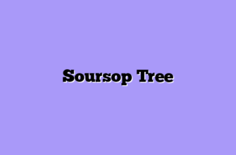 Soursop Tree