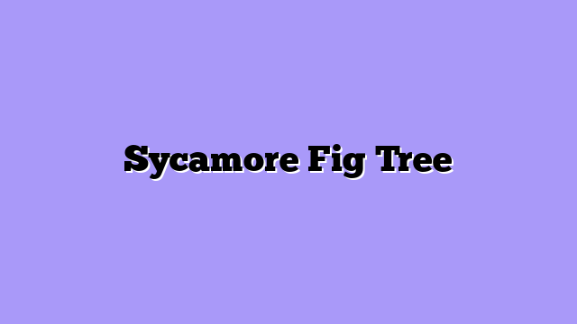 Sycamore Fig Tree