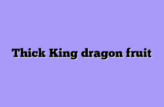 Thick King dragon fruit