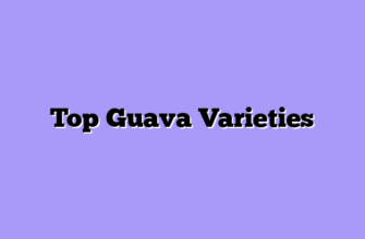 Top Guava Varieties