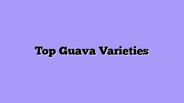 Top Guava Varieties