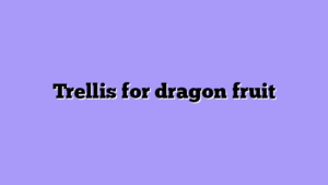 Trellis for dragon fruit