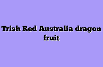 Trish Red Australia dragon fruit