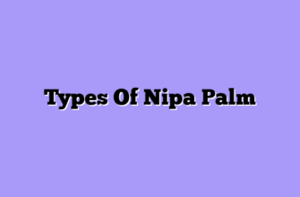 Types Of Nipa Palm