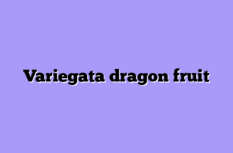 Variegata dragon fruit
