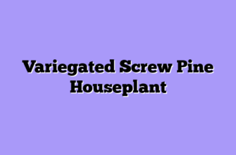 Variegated Screw Pine Houseplant
