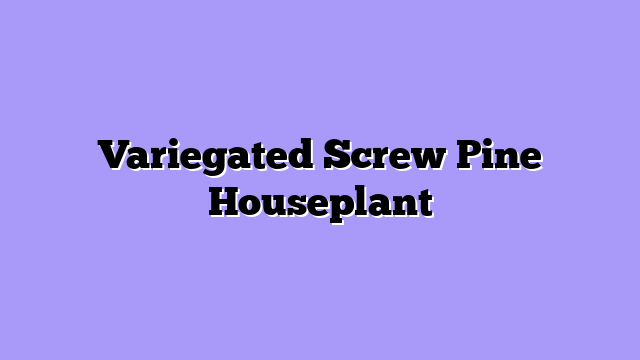Variegated Screw Pine Houseplant