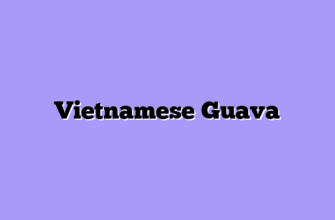 Vietnamese Guava