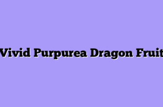 Vivid Purpurea Dragon Fruit
