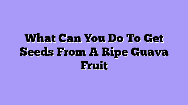 What Can You Do To Get Seeds From A Ripe Guava Fruit