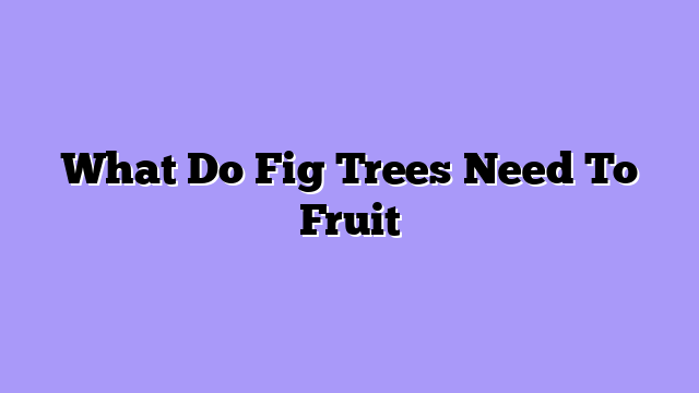 What Do Fig Trees Need To Fruit