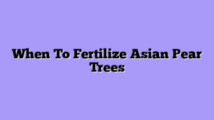 When To Fertilize Asian Pear Trees
