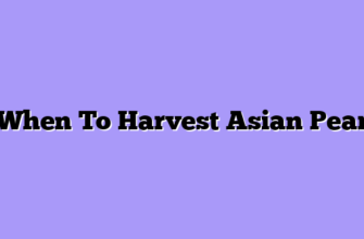 When To Harvest Asian Pear