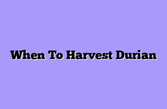 When To Harvest Durian