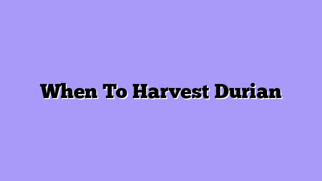 When To Harvest Durian