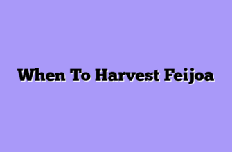 When To Harvest Feijoa