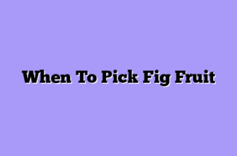 When To Pick Fig Fruit