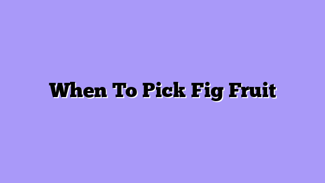 When To Pick Fig Fruit