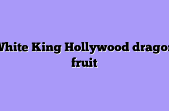 White King Hollywood dragon fruit
