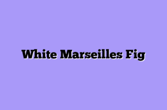 White Marseilles Fig