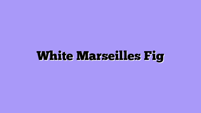 White Marseilles Fig