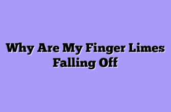Why Are My Finger Limes Falling Off