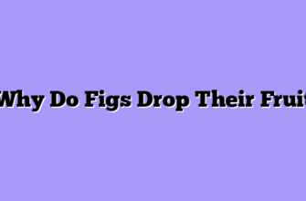 Why Do Figs Drop Their Fruit