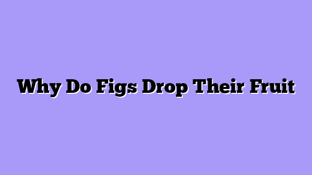 Why Do Figs Drop Their Fruit