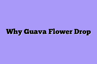 Why Guava Flower Drop