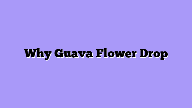 Why Guava Flower Drop