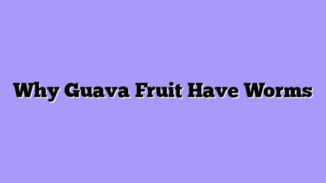 Why Guava Fruit Have Worms