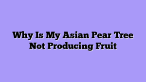 Why Is My Asian Pear Tree Not Producing Fruit