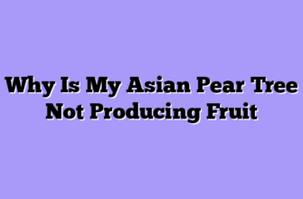 Why Is My Asian Pear Tree Not Producing Fruit