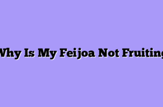 Why Is My Feijoa Not Fruiting