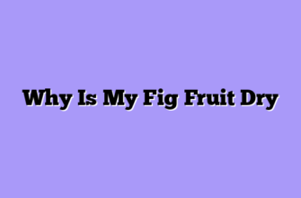 Why Is My Fig Fruit Dry