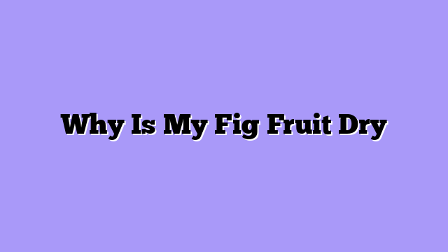 Why Is My Fig Fruit Dry