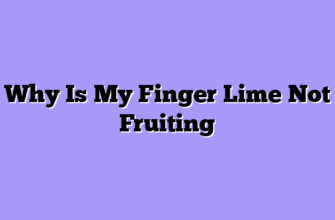 Why Is My Finger Lime Not Fruiting
